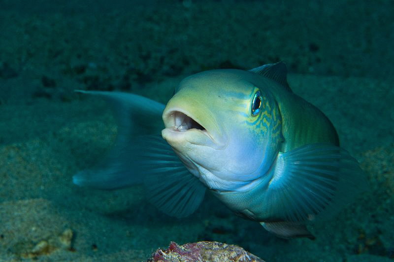 Ascension Island Tilefish. by Paul Colley 