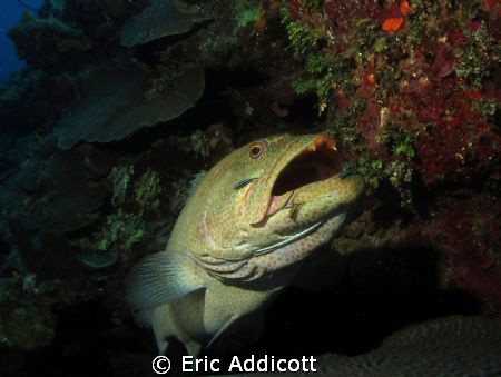Grouper in cleaning station, Roatan, Honduras by Eric Addicott 