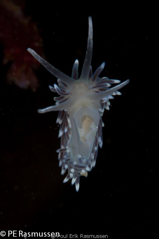 Cuthona concinna. Floating free in the water.
Water temp... by Poul Erik Rasmussen 