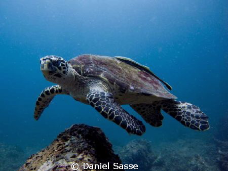 Hawks-Bill Turtle with a sucker Fish taken while scuba di... by Daniel Sasse 