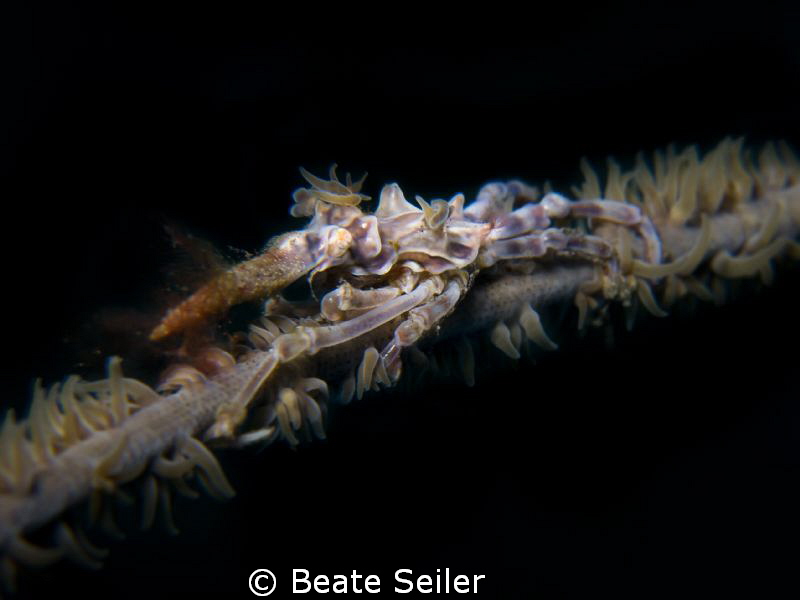 Xenon crab by Beate Seiler 