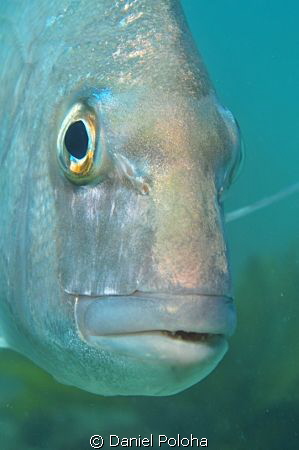 Snapper portrait by Daniel Poloha 