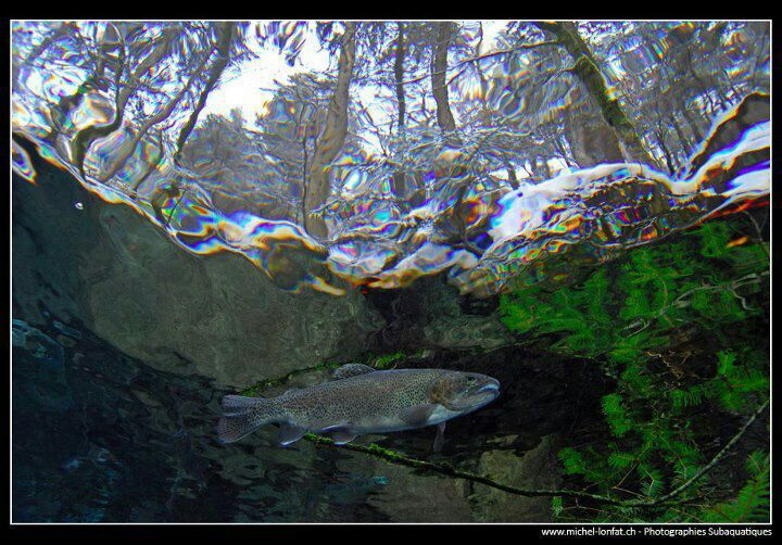 Trout winter diving.... ;O)... by Michel Lonfat 
