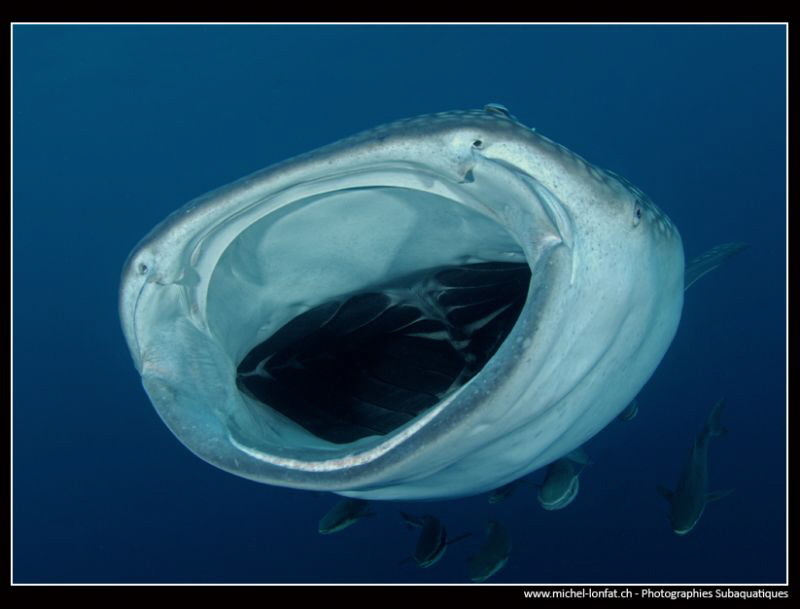 Whale Shark filtering... :O).. by Michel Lonfat 