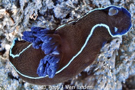 Black is beautiful by Peet J Van Eeden 