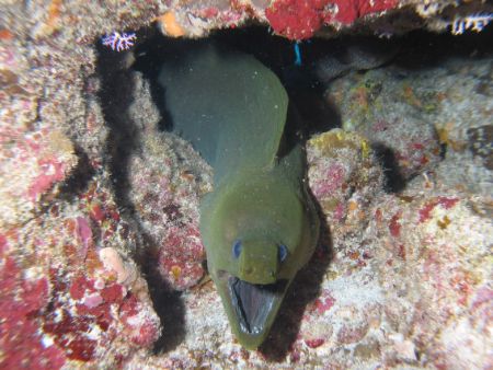 Green Moray at Desecheo Island, Puerto Rico. by John Thompson 