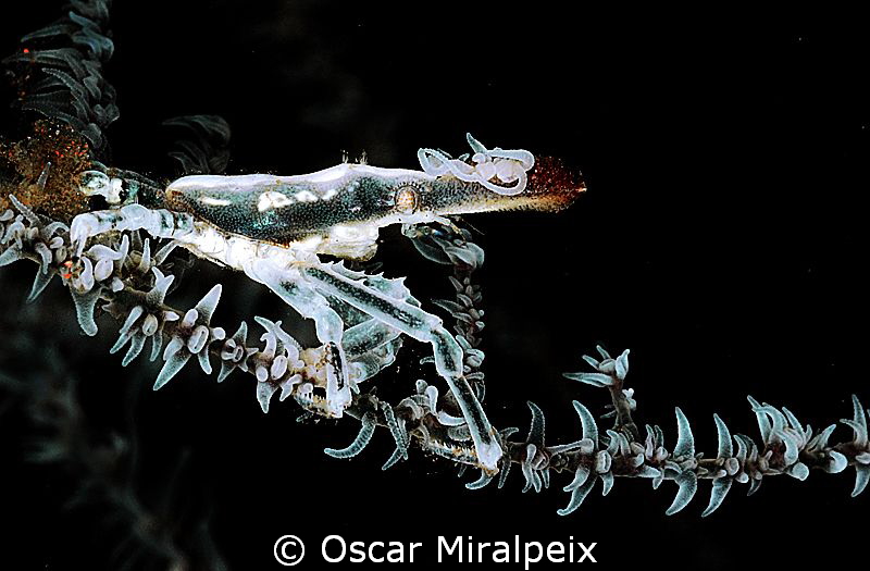 black coral spider crab by Oscar Miralpeix 