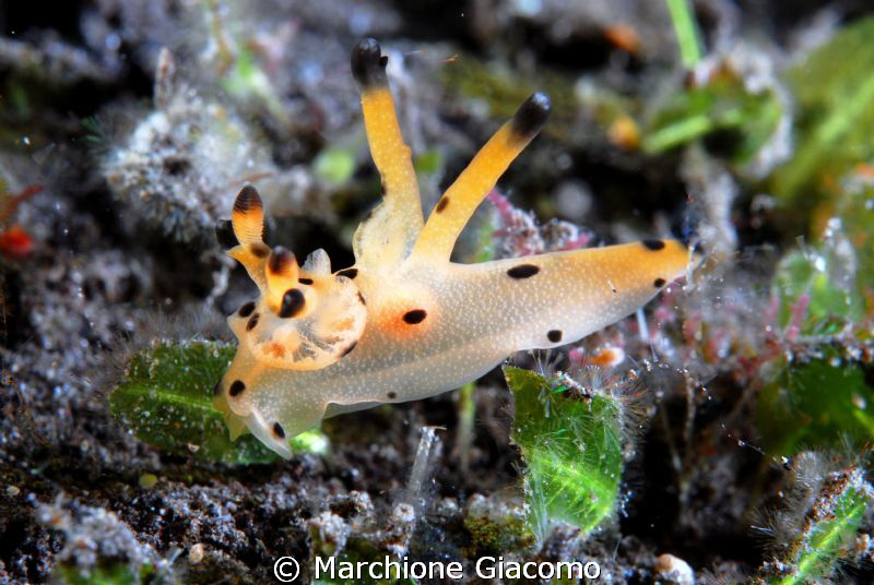 Picachiu Nudibranchia
Nikon d200, 60 micro, twin strobo
... by Marchione Giacomo 