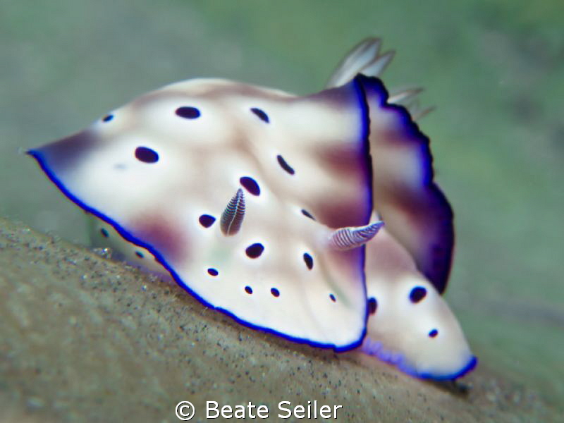 Chromodoris by Beate Seiler 