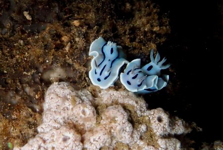 A nice Couple... by Pierz Gwee 