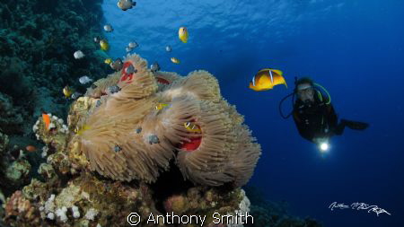 Finding Nemo by Anthony Smith 