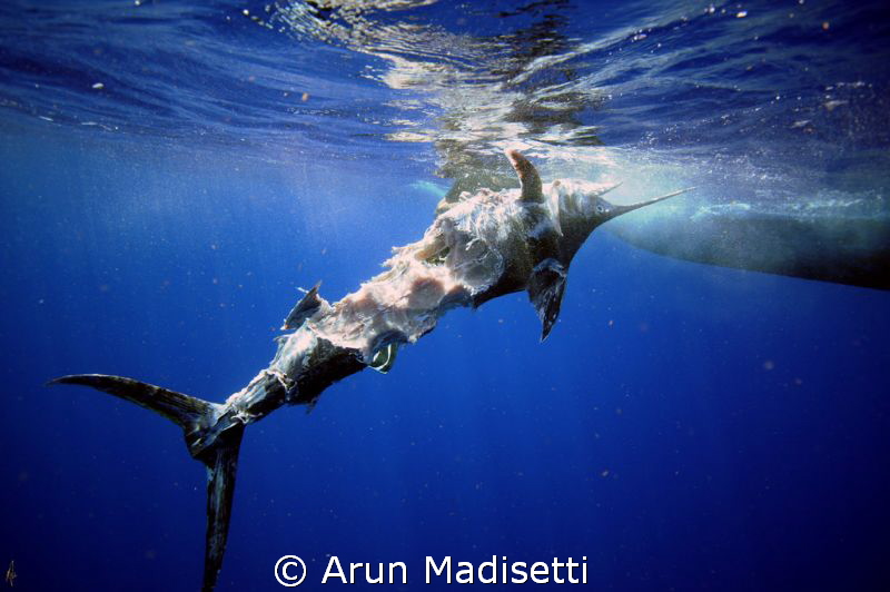 Ghost catch
a fishing buoy found 8 miles offshore had th... by Arun Madisetti 