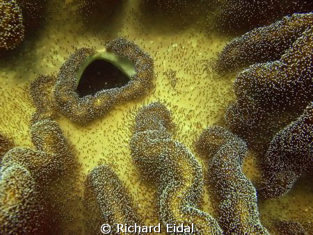 Coral Landscape by Richard Eidal 