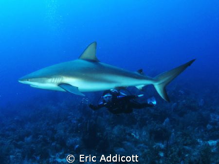 Wife and shark, Canon S95 by Eric Addicott 