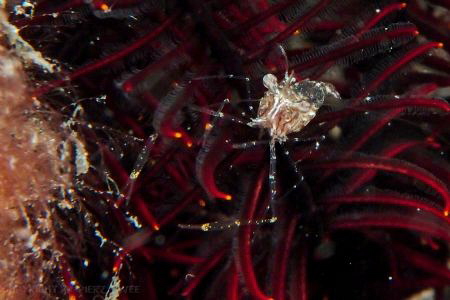An unknown shrimp。。。
 by Pierz Gwee 