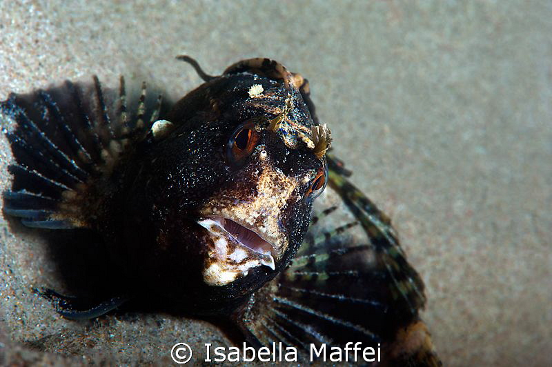 "PIN UP BLENNY"
 by Isabella Maffei 