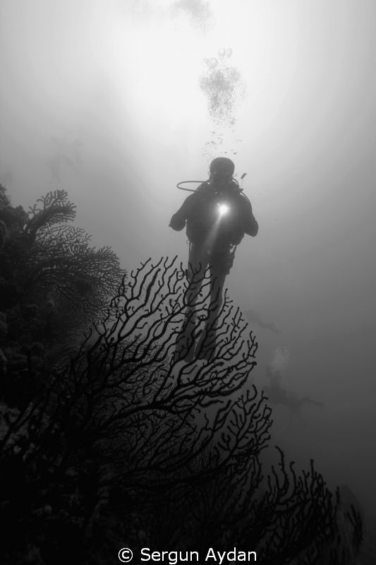 42 M. RED CORALS IN AYVALIK by Sergun Aydan 