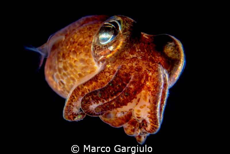 Sepiola rondeleti by Marco Gargiulo 