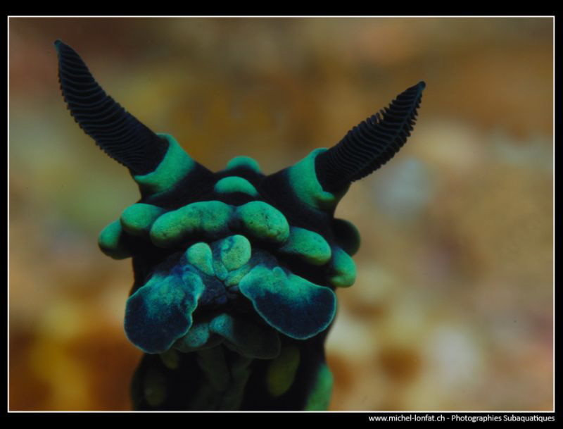 Face to face ... :O)... by Michel Lonfat 