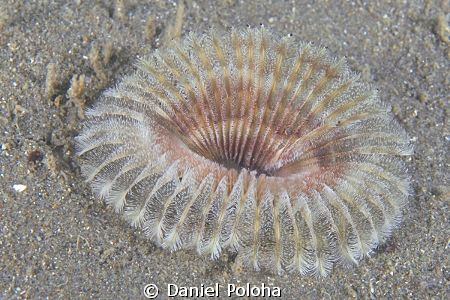 Fan worm by Daniel Poloha 