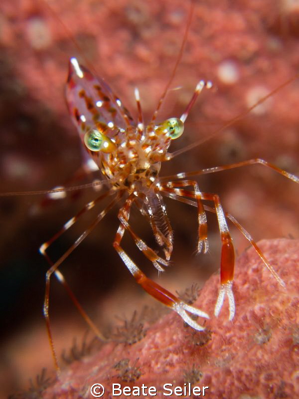 Shrimp on a sponge by Beate Seiler 