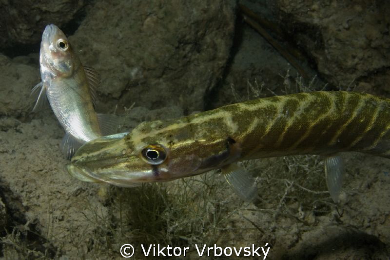 What do you think? He could escape? :-) by Viktor Vrbovský 