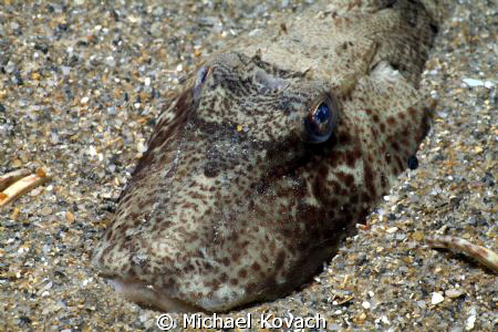 A Sea Robin in the Nursery just off the beach in Fort Lau... by Michael Kovach 