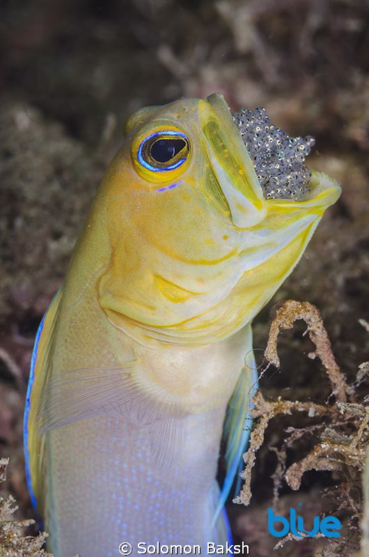 Yellowhead Jawfish brooding eggs in mouth.

Taken at 25... by Solomon Baksh 
