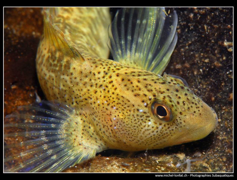 Freshwater Blennie... :O).. by Michel Lonfat 