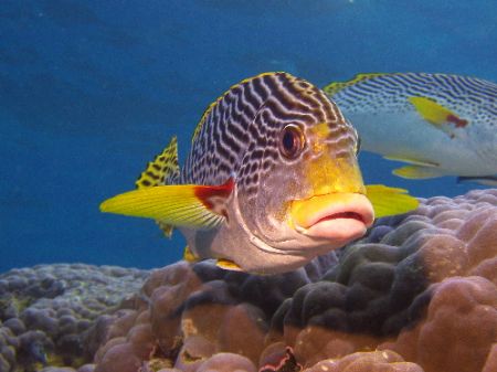 Diagonal finned sweetlip, Just on sunset, Great Barrier R... by Joshua Miles 