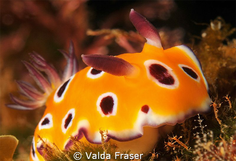 Horrible ... ugly, skinny shrimps up ahead. by Valda Fraser 