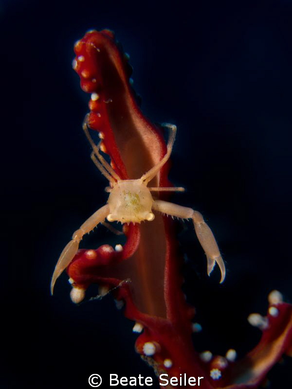 Little crab by Beate Seiler 