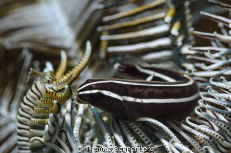 Feather star (or comatulid) with visitor

NIKON D7000 i... by Thomas Bannenberg 