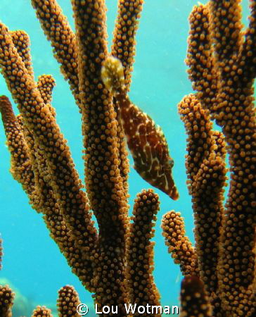 File Fish hiding in the coral. by Lou Wotman 