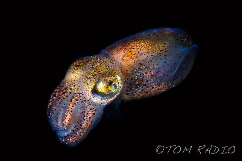 Stubby Squid
Seattle, WA, U.S.A. by Tom Radio 