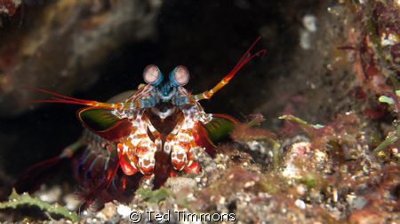 Peacock Mantis Shrimp.  
Which way is forward?  The eyes... by Ted Timmons 