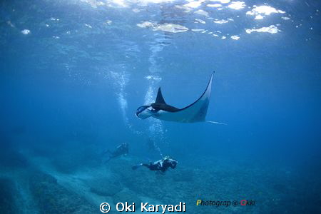 manta diver by Oki Karyadi 