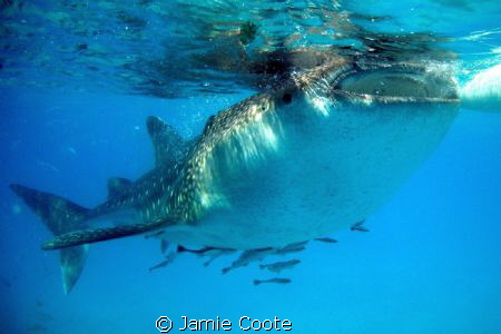 Feed time. 
Taken at Oslob, Cebu. 
Where the local fish... by Jamie Coote 