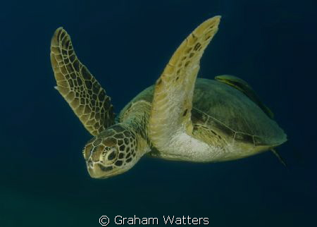 A Turtle . Picture taken in the Red Sea Egypt by Graham Watters 