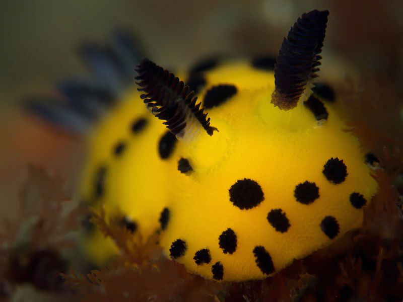 Jorunna sp., Bare Island. by Doug Anderson 
