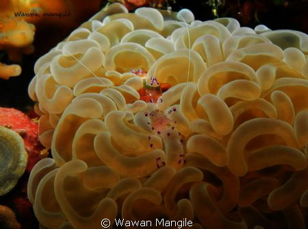 Shrimp by Wawan Mangile 