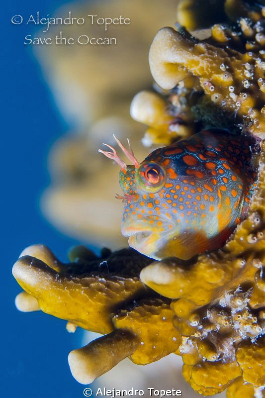 Mandarin Blenny Place,Tamiahua Mexico by Alejandro Topete 