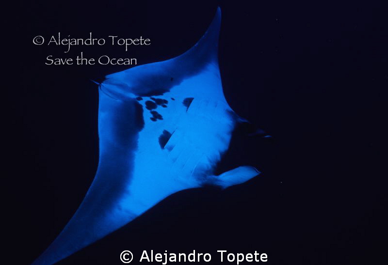 Manta Ray in Black, Roca Partida Mexico by Alejandro Topete 