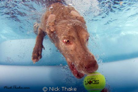 I know its been done... but its so much fun seeing dogs u... by Nick Thake 