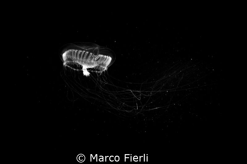 space jelly by Marco Fierli 