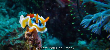 nudi on top by Marc Van Den Broeck 