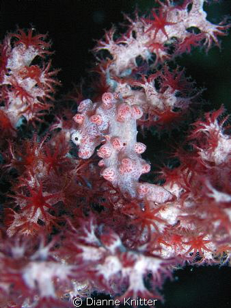Pygmy Sea Horse at Wakatobi Resort by Dianne Knitter 