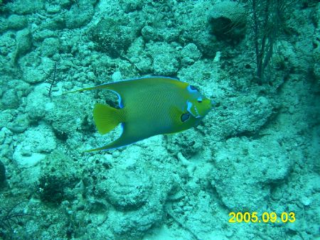 Simple shot of sea life. Taken with a Sealife DC310 in th... by Robert Martin 