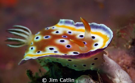 A Chromodoris geminus makes its way towards the camera le... by Jim Catlin 