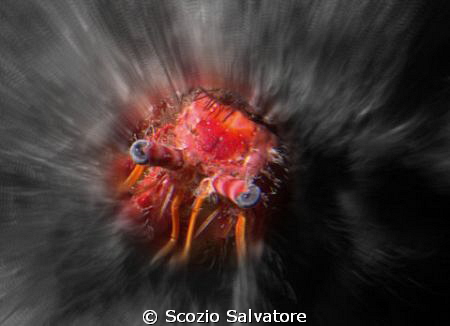 eyes by Scozio Salvatore 